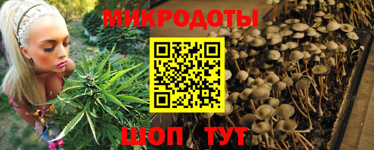 Галлюциногенные грибы Cubensis Чехов
